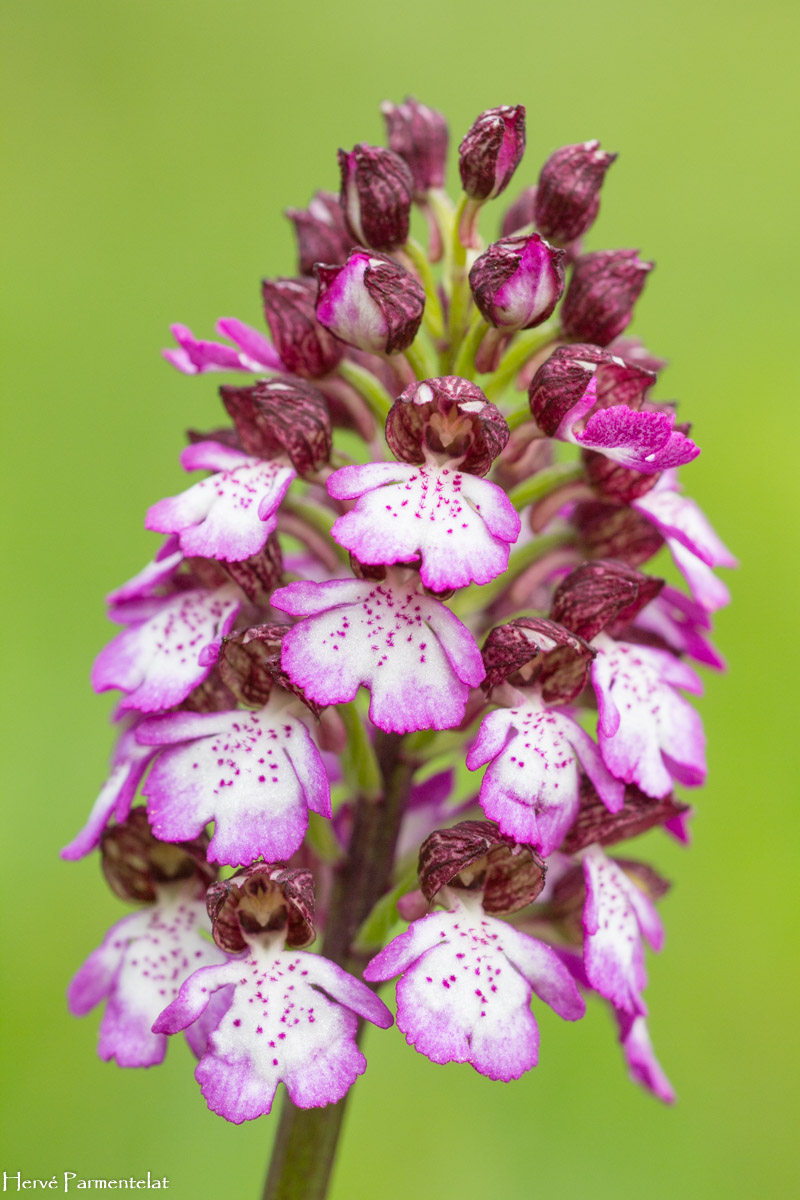 Orchis purpurea x simia Vosges Nature