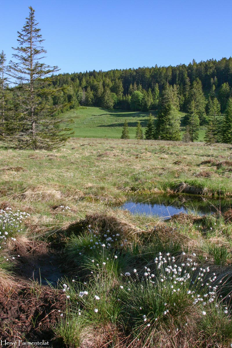 Des Tourbi res Vosges Nature Des Tourbi res Vosges Nature