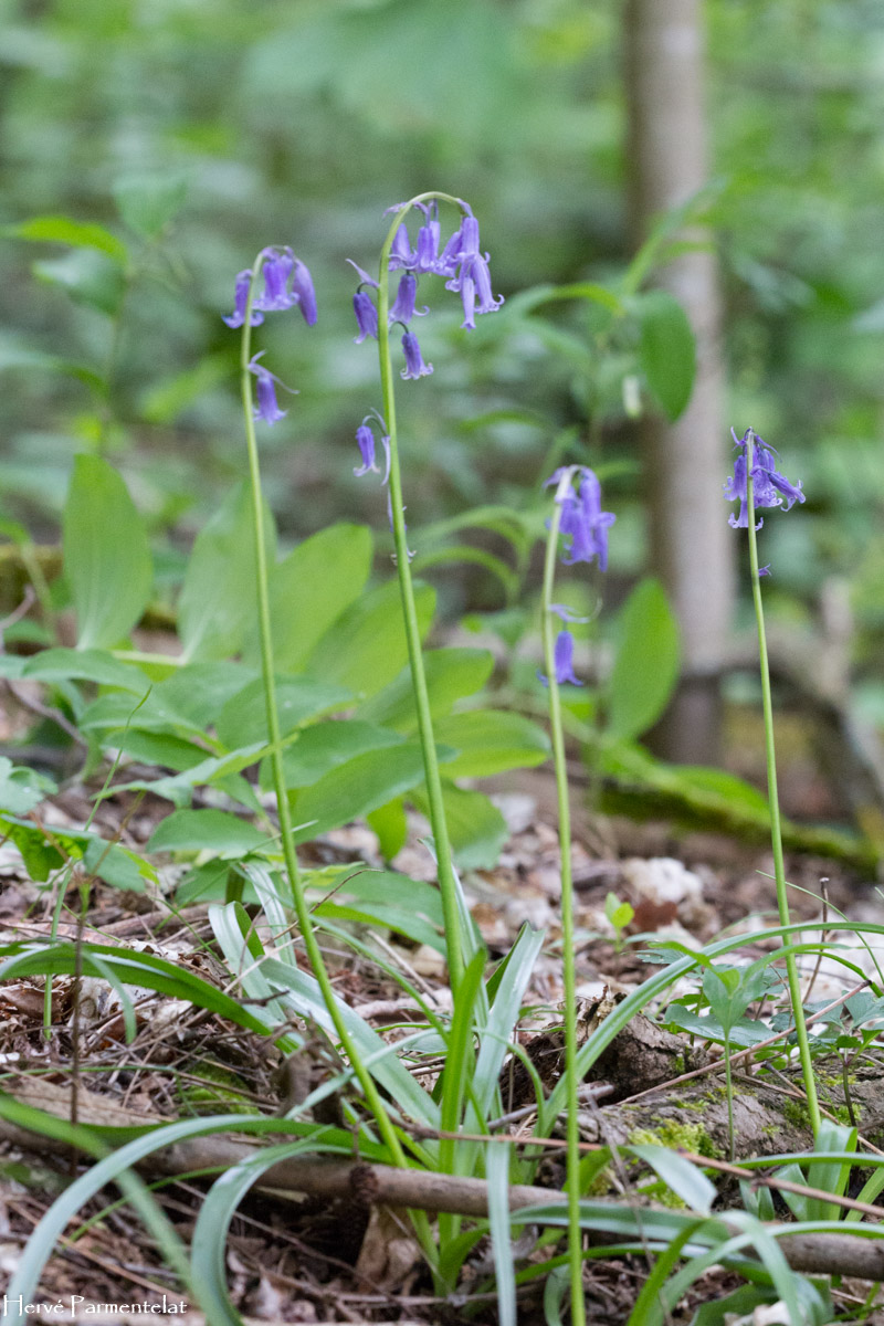 Hyacinthoides non-scripta (jacinthe des bois) - Vosges Nature