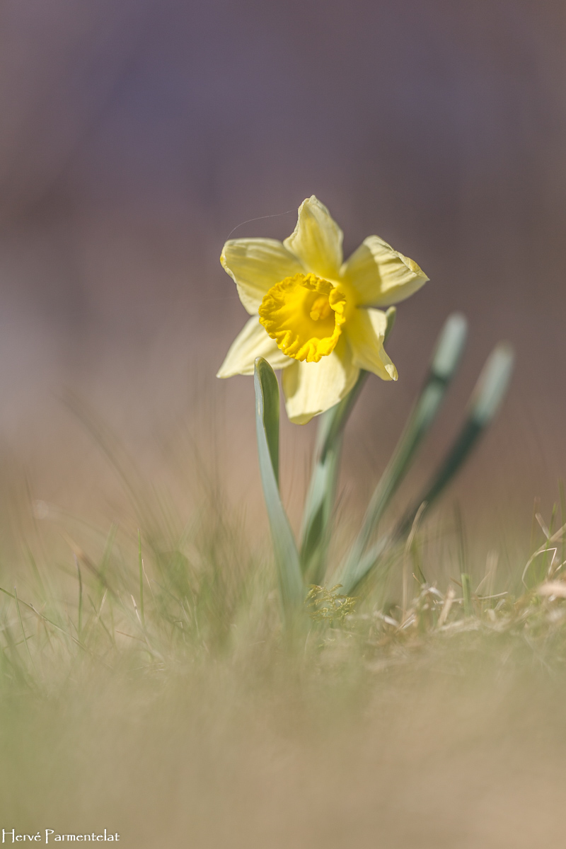 Narcissus pseudonarcissus (jonquille) - Vosges Nature