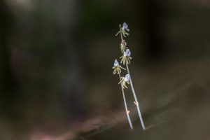 Epipogon sans feuilles (Camping du Mettey Vagney)