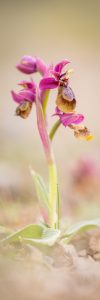 Ophrys de l'Hérault
