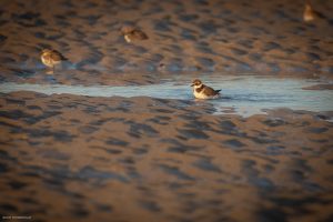 Grand gravelot - Baie de Somme (octobre 2024)