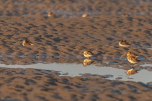 Bécasseau variable - Baie de Somme (octobre 2024)