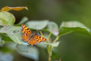IMG_1921