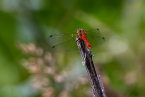 Sympétrum rouge sang mâle(Sympetrum sanguineum)