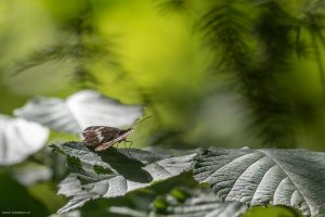 Petit sylvain