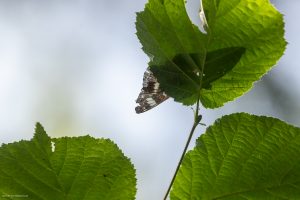 Petit sylvain