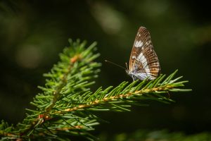 Petit sylvain
