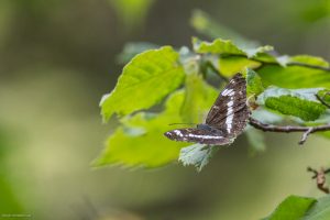 Petit sylvain