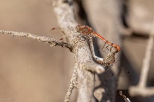 Sympétrum fascié (accouplement)
