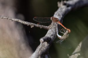 Sympétrum fascié (accouplement)