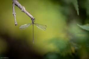 Leste vert occidental