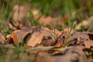Sympétrum fascié femelle