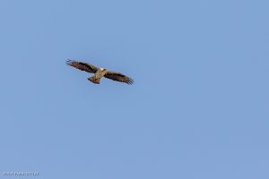 Aigle de Bonelli - Massif des Corbières (avril 2022)