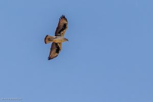 Aigle de Bonelli - Massif des Corbières (avril 2022)