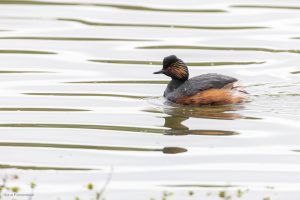 Grèbe à cou noir - Baie de Somme (avril 2026)