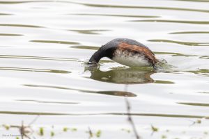Grèbe à cou noir - Baie de Somme (avril 2026)
