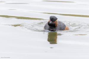 Grèbe à cou noir - Baie de Somme (avril 2026)