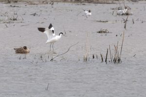 Avocette élégante - Baie de Sommes (avril 2026)