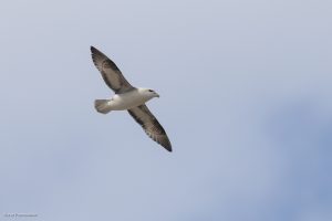Fulmar boréal - Ault (avril 2026)
