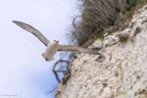 Fulmar boréal - Ault (avril 2026)