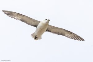 Fulmar boréal - Ault (avril 2026)