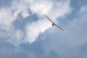 Fulmar boréal - Ault (avril 2026)