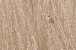 Phragmite des joncs - Baie de Somme (avril 2026)