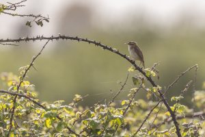 Phragmite des joncs - Baie de Somme (avril 2026)