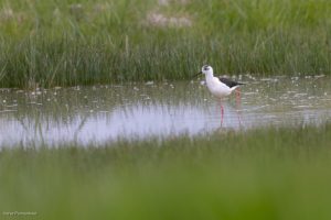 Echasse blanche - Baie de Sommes (avril 2026)