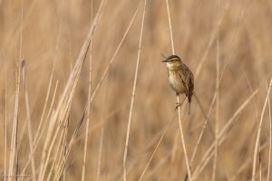 Phragmite des joncs - Baie de Somme (avril 2026)
