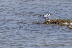 Avocette élégante - Baie de Sommes (avril 2026)