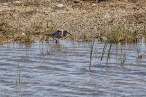Bécasseau cocorli - Baie de Somme (avril 2026)