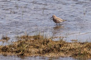 Bécasseau cocorli - Baie de Somme (avril 2026)