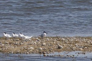 Sterne caugek - Baie de Somme (avril 2026)