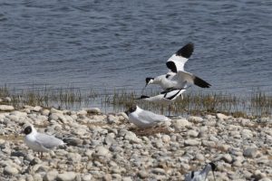 Avocette élégante - Baie de Sommes (avril 2026)