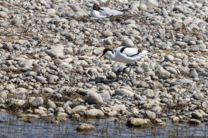Avocette élégante - Baie de Sommes (avril 2026)