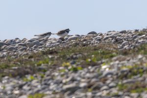 Grand gravelot - Baie de Somme (avril 2026)