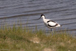 Avocette élégante - Baie de Sommes (avril 2026)
