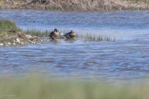 Sarcelle d'été - Baie de Somme (avril 2026)