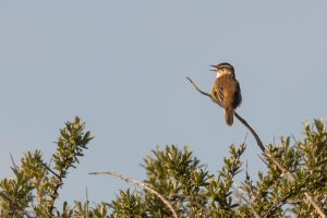 Phragmite des joncs - Baie de Somme (avril 2026)