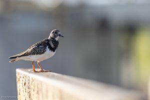Tournepierre à collier - Normandie (février 2026)