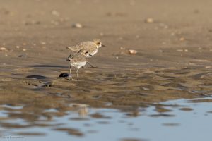 Gravelot à collier interrompu - Normandie (février 2026)