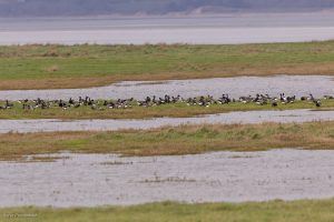 Bernache cravant - Baie du Mont-Saint-Michel (février 2026)
