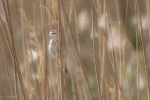 Phragmite des joncs - Baie de Somme (avril 2026)