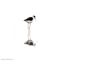Echasse blanche -Etang de Leucate (avril 2023)