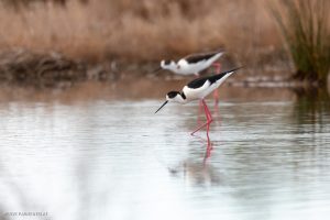 Echasse blanche -Etang de Leucate (avril 2023)