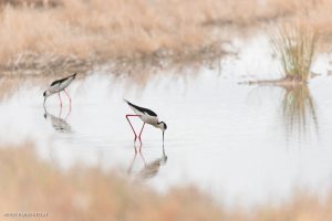 Echasse blanche -Etang de Leucate (avril 2023)