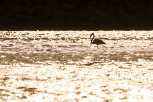 Flamant rose - Etang de leucate (octobre 2025)
